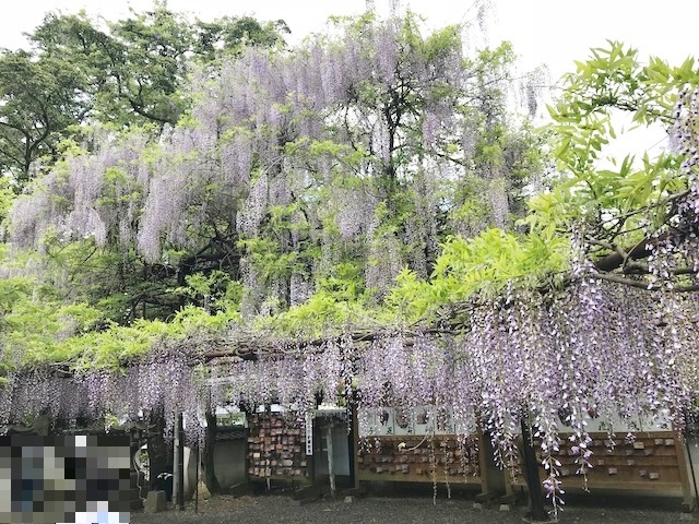 藤山神社のフジの花